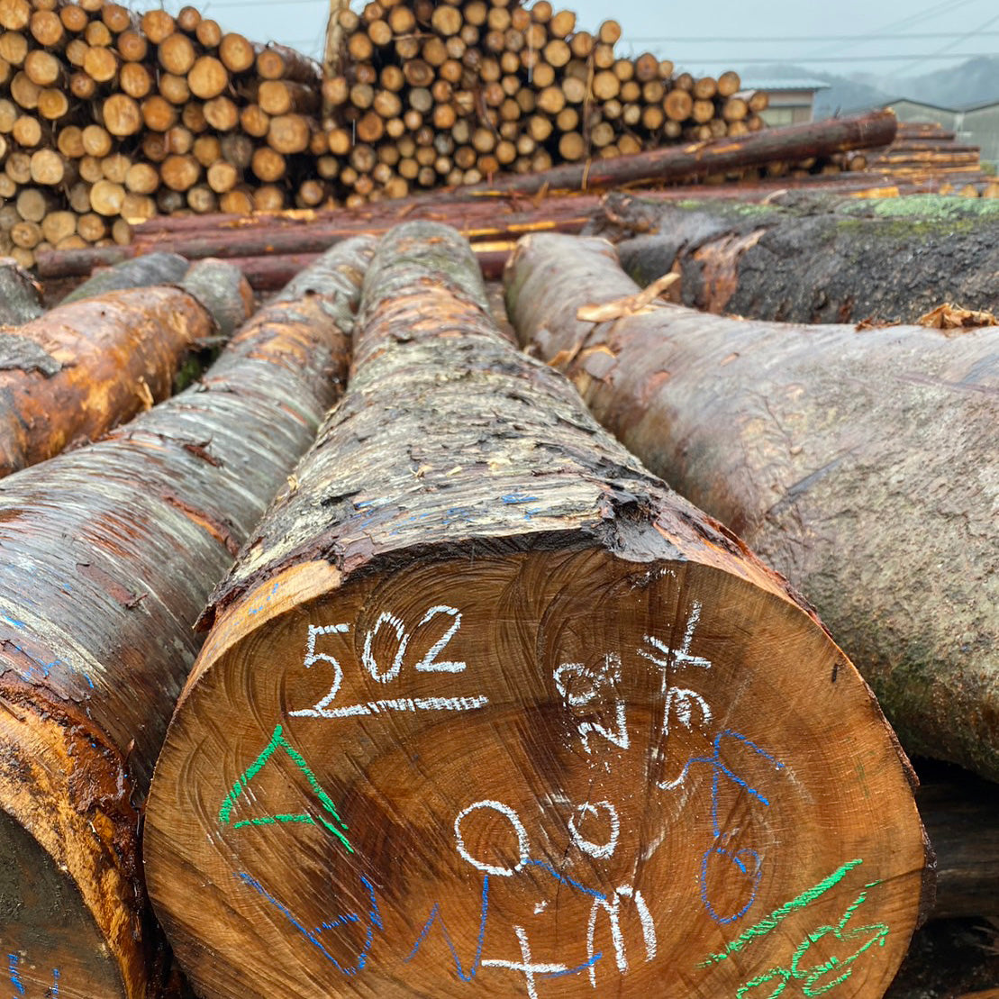 くまさんのドライブ