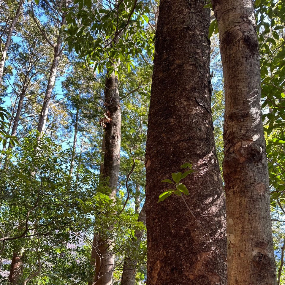 缶入りサンタクロース
